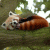 member -Firefox-