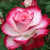 member 103Roses