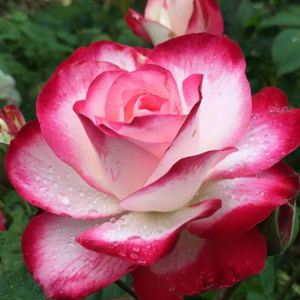 103Roses
