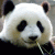 ALi-Chen profile picture