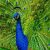 ASMA-NACHTI profile picture