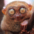 a_apostropher profile picture