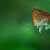 aaliya_fat profile picture