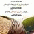 member abir_rifai