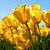 abur_542 profile picture