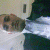 member ahmed30