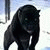 member ali_brik