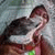member alison_mor