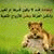 member aminalamin