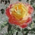 antonio_ba2 profile picture