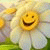 member areej_nase