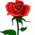 member auguster444