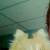 member axel_olive