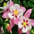 member ayse_isa