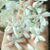 member aysha_almo