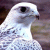 banderriyadh profile picture