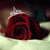 member batool_zaz