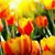 member bechema_jo