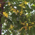 Cananga profile picture