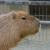 member Capybara