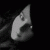CatChy_PeaChy profile picture