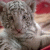 Curioso profile picture