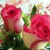member charity4r