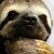 member chasseur_m