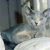 chihuahuan profile picture