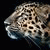 member cood_6789_