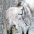 member Dalani