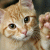 member DarkMiau