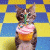 member Dcat