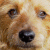 DixieStorm profile picture