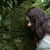 member dafne_irac