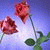member diyaa_shg