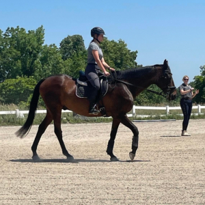 dre_dressage