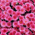 dvrmmrt profile picture