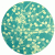 member Elderflower90