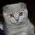 Elzonka profile picture