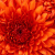 ErfanFadavi profile picture