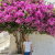 Flavien_21 profile picture