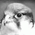 member falcon_eye