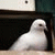 member fatma_al_i