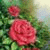 member fb_1501662493