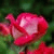 fb_1774248833 profile picture