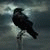 member giuseppe_a