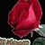 member gorpt_masa