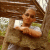 guigoliver profile picture