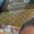 member HAZEMX